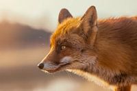 Fuchs