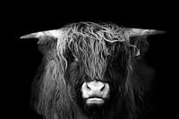 Portrait de highlander écossais en noir et blanc