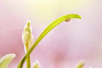 Sechzehnfleckiger Marienkäfer