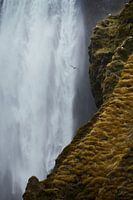 Birds at Skogafoss waterfall