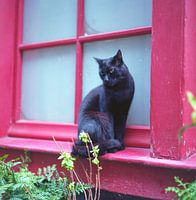 Katze am roten Fenster