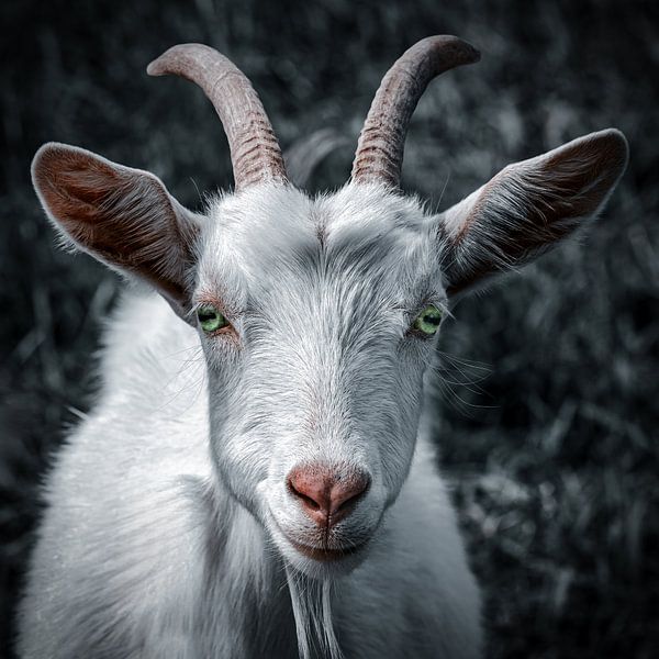 Portrait de chèvre aux couleurs mystiques par Photo Art Thomas Klee