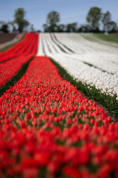 Tulipes rouges et blanches dans un champ au printemps par t.ART