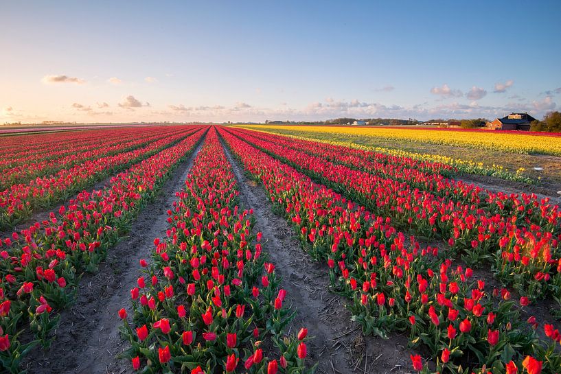 Tulipfield by Richard Gilissen