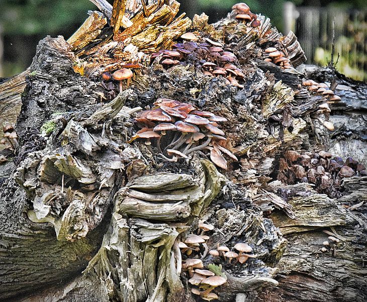 Autumn bouquet (2017) by Eric Oudendijk