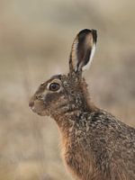 Portret Haas verticaal