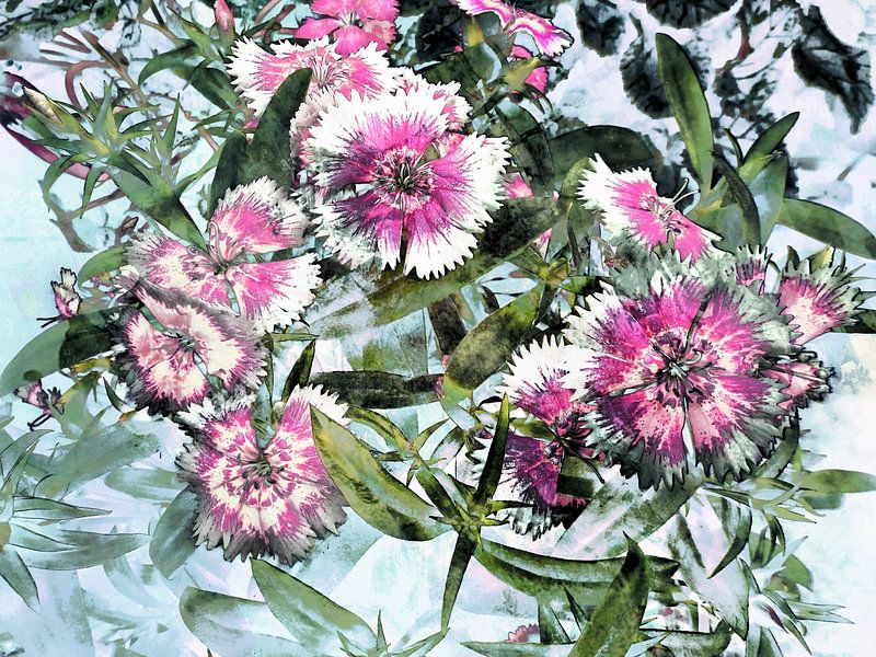 Das Leben der Dianthus von Dorothy Berry-Lound