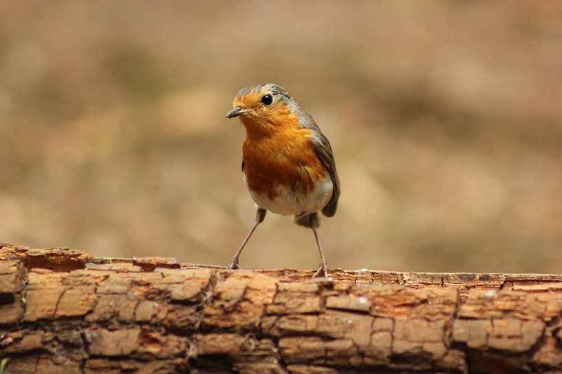 Robin mit Selbstvertrauen von Martijn Buitenkamp