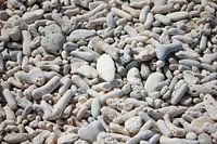 Tropical white coral