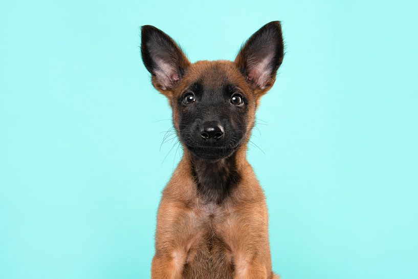 Porträt eines Malinois-Schäferhund-Welpen vor einem blauen Hintergrund von Elles Rijsdijk