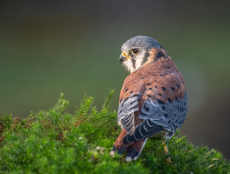 Crécerelle d'Amérique par Lies Bakker
