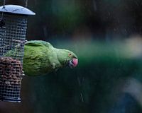 Collared parakeet eats from peanuts's.