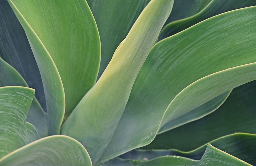 Dragonnier Agave au soleil par Werner Lehmann