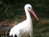 White Stork