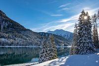 Die Sonne scheint durch die verschneiten Kiefern am Davoser See, Schweiz