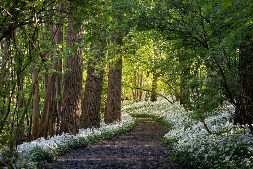 Frühlingsmorgen in Raspaillebos, Belgien von Imladris Images