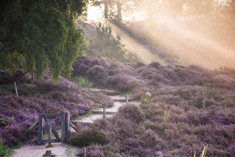 Magische Sonnenstrahlen Treppen und Weg in Heidekraut in voller Blüte von Dorota Talady