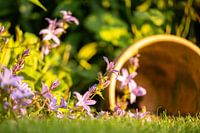 Petite scène de jardin