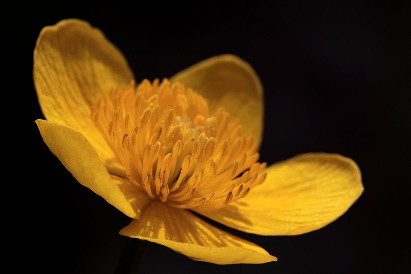 Renoncule par MSP Canvas