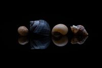 Collection de coquillages