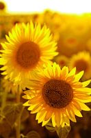 Sonnenblumen