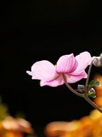 Anemone flower with black background