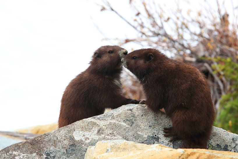 Vancouver Island Marmot, Marmota vancouverensis,Mount Washington by Frank Fichtmüller