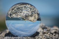 Ampoule de la lentille