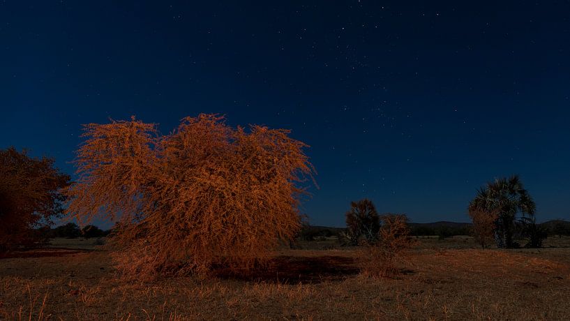 Ein afrikanischer Obstgarten bei Nacht von Lennart Verheuvel