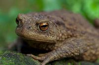 Gewone pad (en profil)