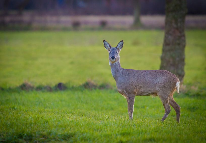 Reh von Malu de Jong