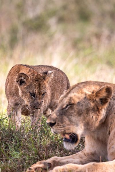 Bébé lion en point de mire avec sa mère lionne, Kenya Afrique par Fotos by Jan Wehnert