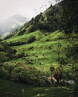 Fantasy world in Salento, Colombia