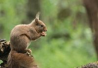 Eichhörnchen auf Zweig