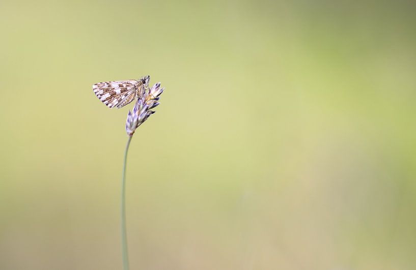 Tadpole by Milou Hinssen