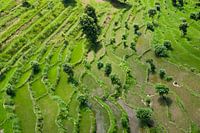 Rice fields from above II