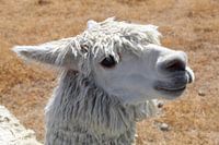 Alpaka in Neuseeland