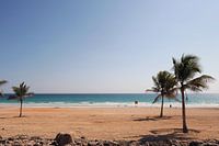 Bécasseau des sables