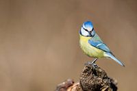 Blaumeise (Cyanistes caeruleus)