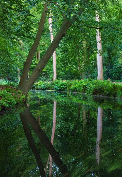 Baum im Wald in der Nähe des Wassers (Groningen) Niederlande von Marcel Kerdijk