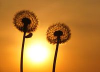 Dandelion in the fields with sunrise 