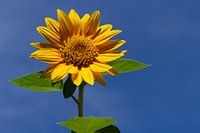 Sunflower against the bright blue summer sky