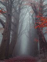 Märchenhaftes Oranjewoud Friesland nebliger Morgen
