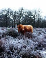 A Highland Cow in the moorland.