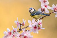 Blue tit on peach blossom