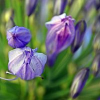 Buds of a blue African Jewel Lily