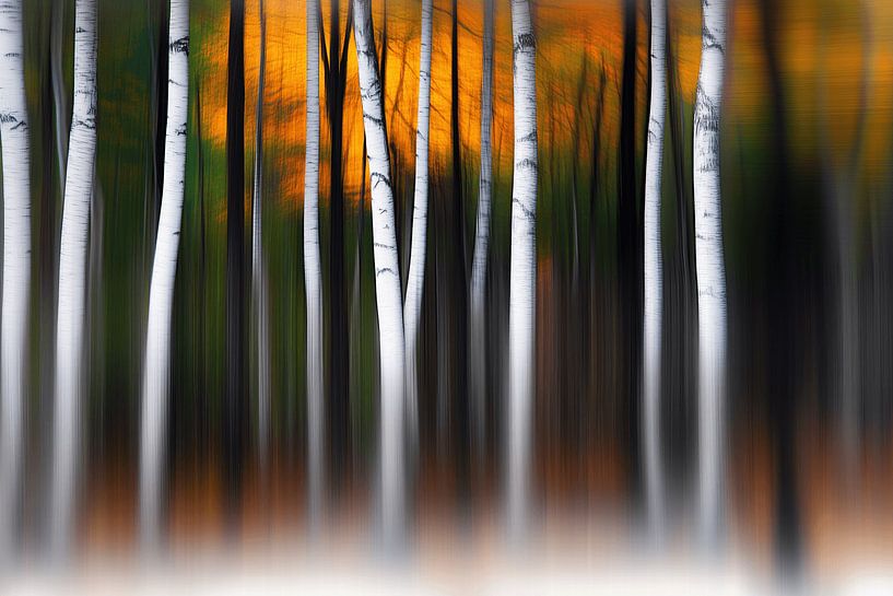 The magic of the forest by Ton Kuijpers