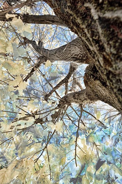 Expansion von Martine Affre Eisenlohr