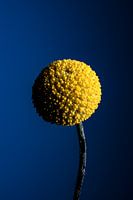 Craspedia globosa Blume