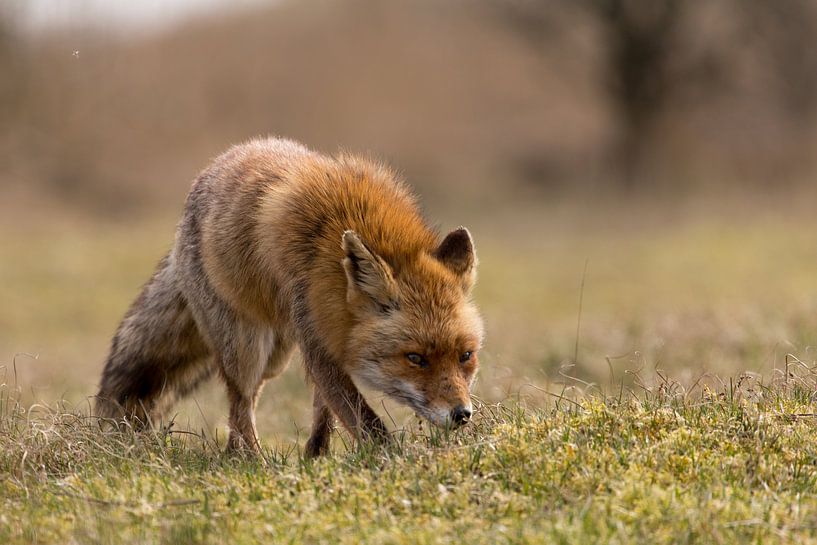 Chercher le renard par Peter Le Fevre